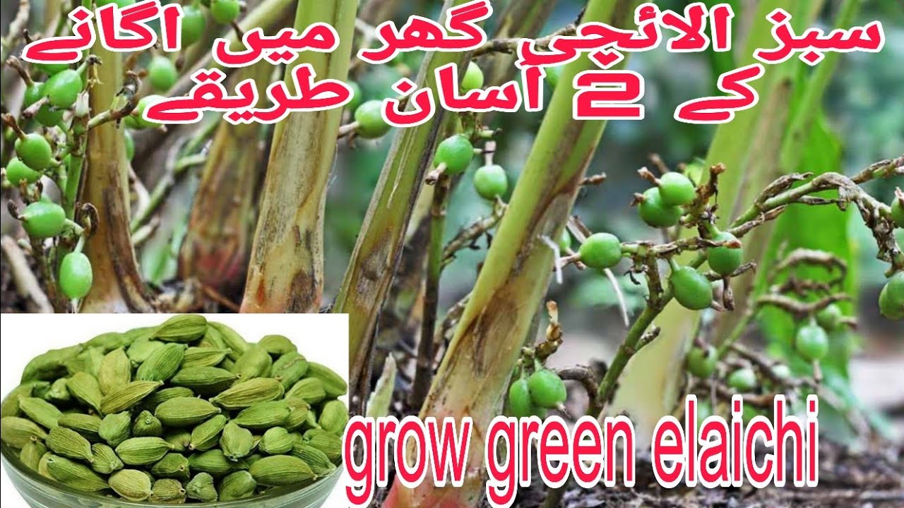 green cardamom elaichiسبز الائچی grow krnay ka perfect tareeka