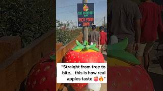 “Straight from tree to bite… this is how real apples taste 🍎🔥”