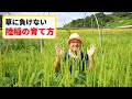 【自然稲作陸稲】これは画期的!畑で稲を育てる方法!