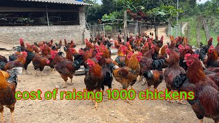 Cost of Raising 1,000 Broiler Chickens | Chicken Farming Profit Analysis - Tiep Nhan Farm