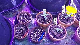 Grower Deacon Dave indoor cannabis grow in MO