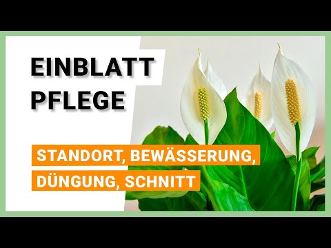 Video: Welche Erde eignet sich für Spathiphyllum? Spathiphyllum: Heimpflege, das Erfolgsgeheimnis