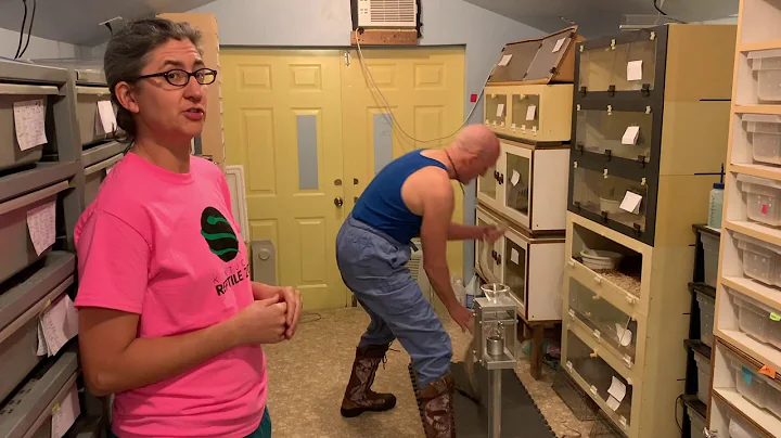 Eastern Diamondback Rattlesnakes Venom Extraction