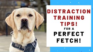 Dog Training Tips For FOCUSED FETCHING! by Training Positive 4,760 views 3 years ago 7 minutes, 32 seconds