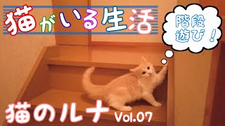 【猫のルナ07】階段遊び大好きなノルウェージャンフォレスキャットの子猫！