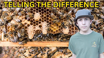 Beekeeping | Telling the Difference between Swarm, Emergency & Supersedure Cells