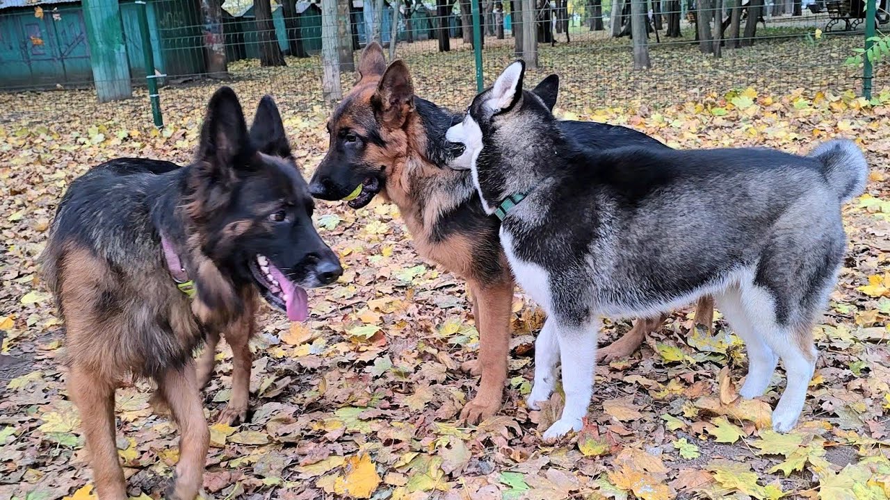 💪💥Husky vs. German Shepherd. Dog Showdown. Odessa 2025
