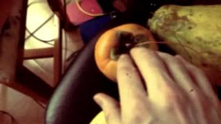 Makey Makey Fruity Fruity - a Brazilian Fruit Keyboard
