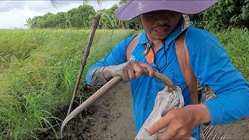 Vô được đám rẩy . Bắt lươn thấy mê. Đi về còn bắt được lươn bự nữa