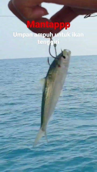 Umpan ampuh agar cepat strike ikan tenggiri #karawang #mancinglaut #mancingikantenggiri