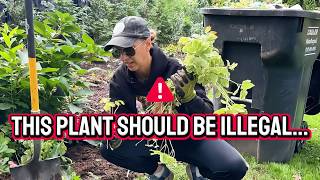 THIS INVASIVE PLANT IS TAKING OVER MY GARDEN (and I never planted it) Removing Bishop's Weed