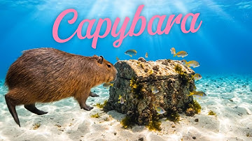 Capy Cuộc Hành Trình Tìm Kiếm Kho Báu Trên Đảo Hoang