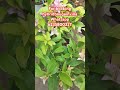 Bougainvilla 💕💕#trending #gardeningplants #viralvideo