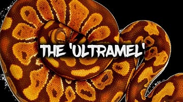 The Potential of the 