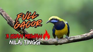 MASTERAN TERBAIK‼️ 3 TEMBAKAN KASAR CUCAK CUNGKOK PALING GACOR 2025 🔥