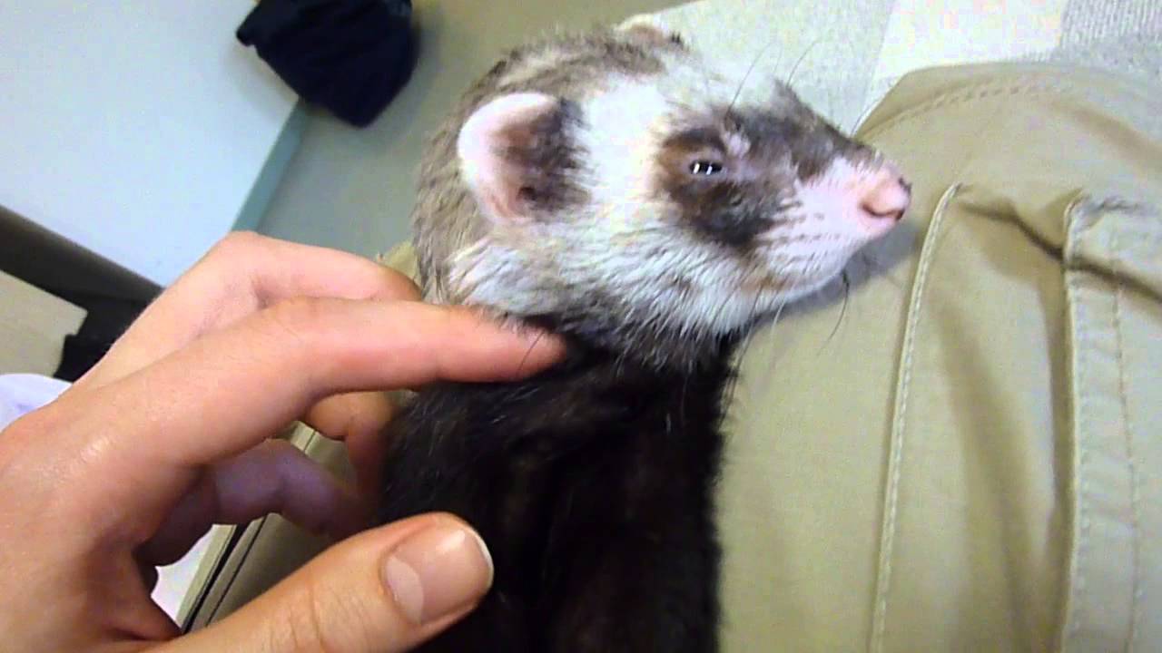 Petting Aatu the ferret in his sleep - YouTube