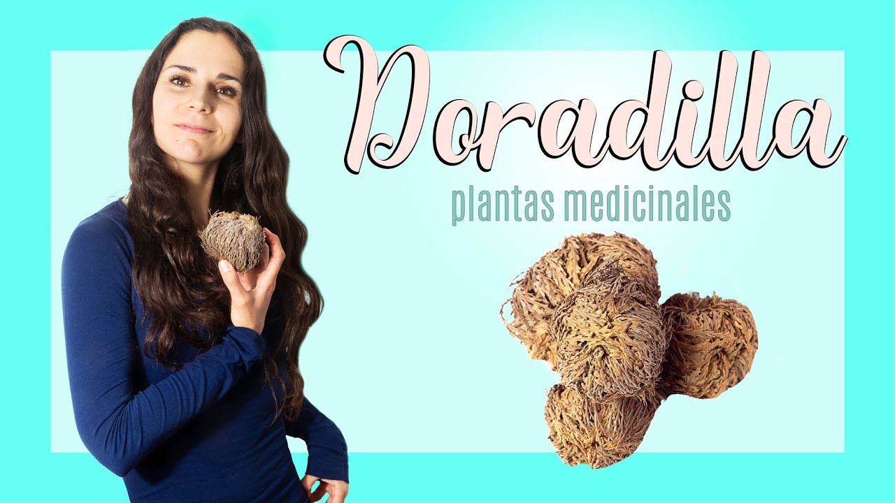 DORADILLA 😮🌿 beneficios de esta increíble PLANTA MEDICINAL! YouTube