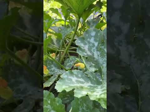 Wideo: Gdzie wyciąć głupie liście trzciny?