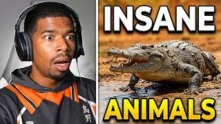 American Reacts to Moreparz Compilation Part 2 - These Aussie Animals Are Insane