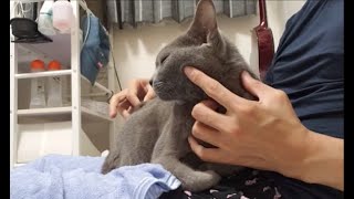 猫ギターで速弾きに挑戦だゾ
