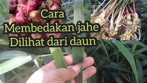 Cara membedakan jahe merah dan jahe emprit dari daunnya.