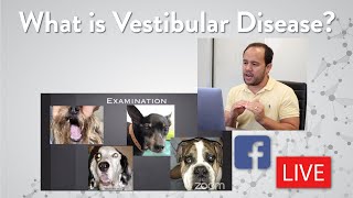 Vestibular Disease in Small Animals || Facebook Live Q & A with Dr. Wong