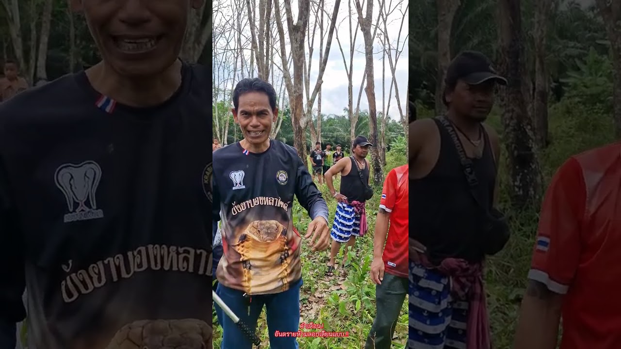 สาวก้มกรีดยางห่างแค่ฟุตเดียว..เกือบดับ.! @bangyachanel 