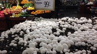 Indiana Grocery Stores Let You Pick Your Own Mushrooms