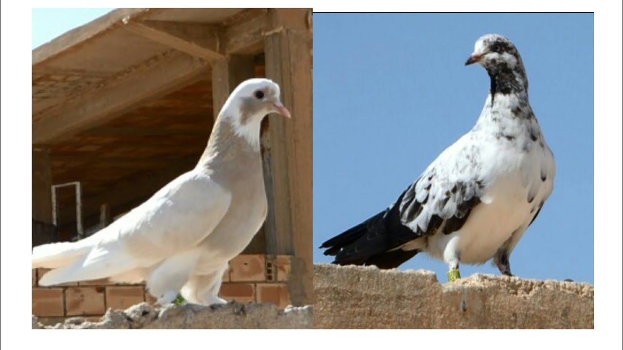 Roller Pigeon Color Chart