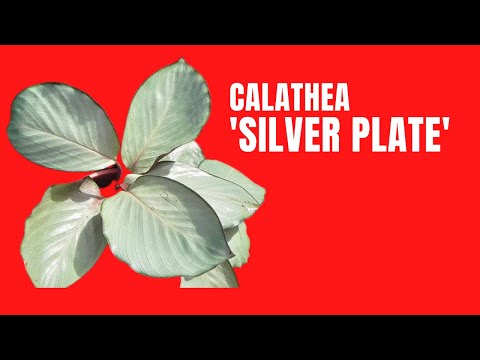 calathea warscewiczii blüte Calathea warscewiczii kaufen main image 1