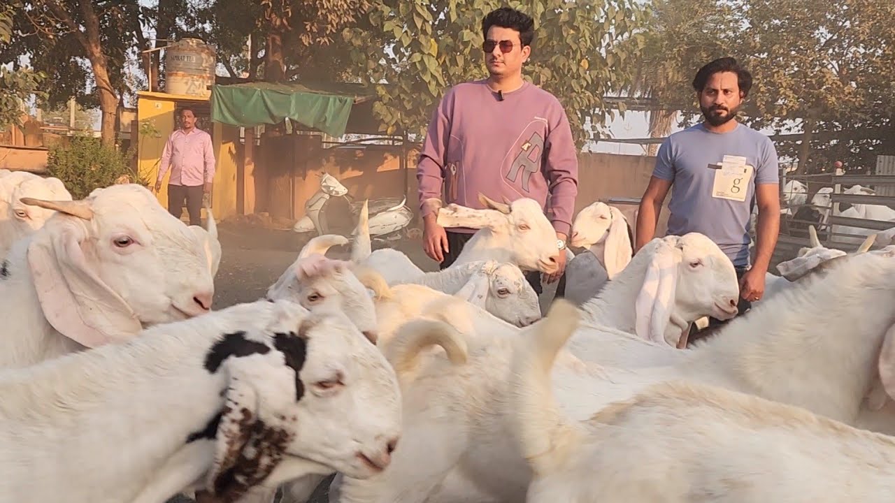 Modasar G The Hero's Of Modasa | F.G Goat Farm Ke Lajawaab Tyaari Wale Sojat ...