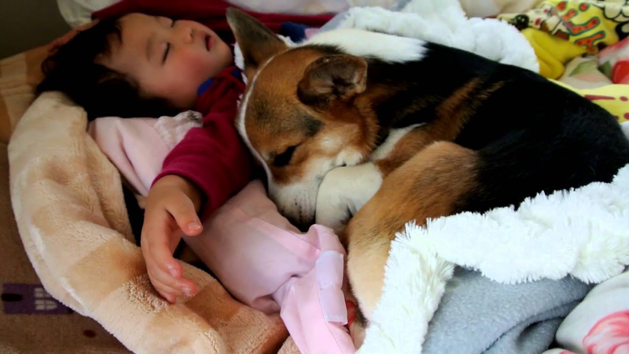 犬と子供の添い寝 Youtube