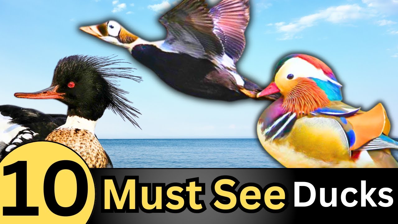 10 Most Stunning Duck Breeds You Have To See To Believe