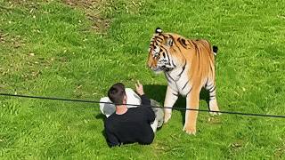 Tiger Mauls Man to Death And the Park Says It Will NOT Be Put Down