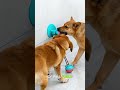 🐶This Dog Toy SURVIVED My Aggressive Chewer! 🛍️Link in Bio! #dogtoys #doglove  #dogowner