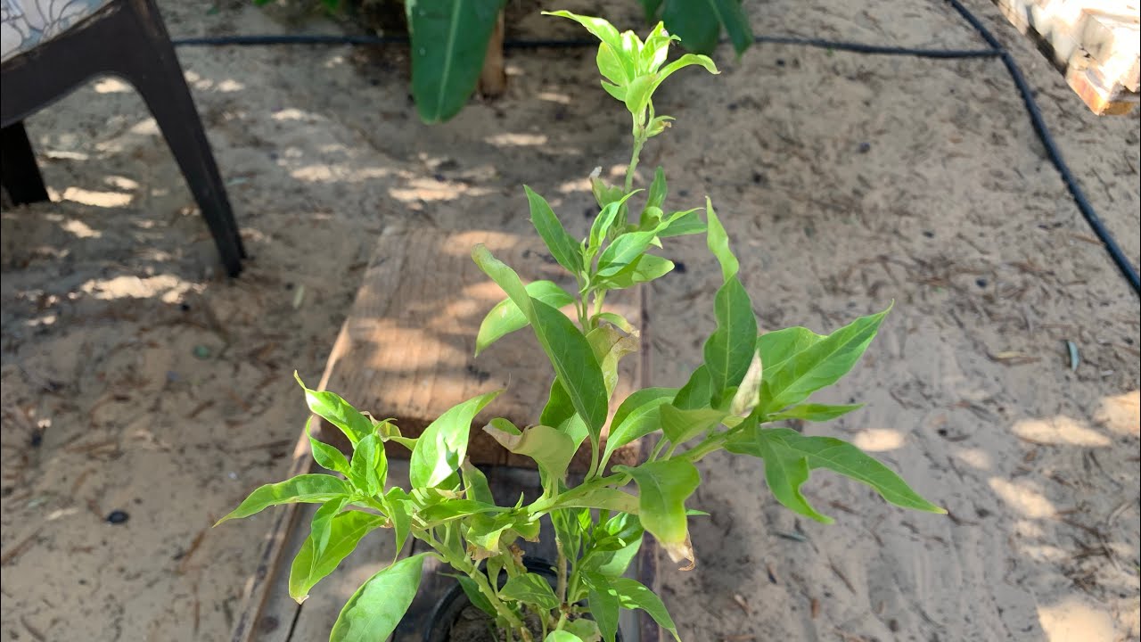 مسك الليل زراعته وكيفية الاعتناء به