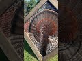 EASTERN COMPLETE🦃 #turkeyhunting #featherart #turkeyseason #handmade