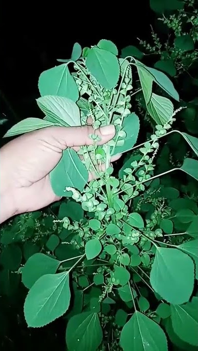 HERBAL SYARAF TERJEPIT/samsul herbal channel