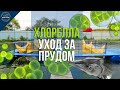 Хлорелла. Уход за прудом