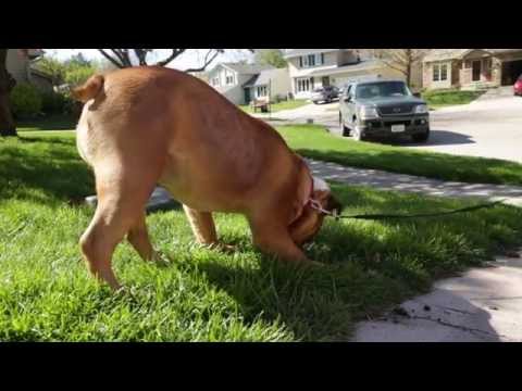 Why Do Dogs Eat Grass And How To Train Them To Stop Caninejournal Com