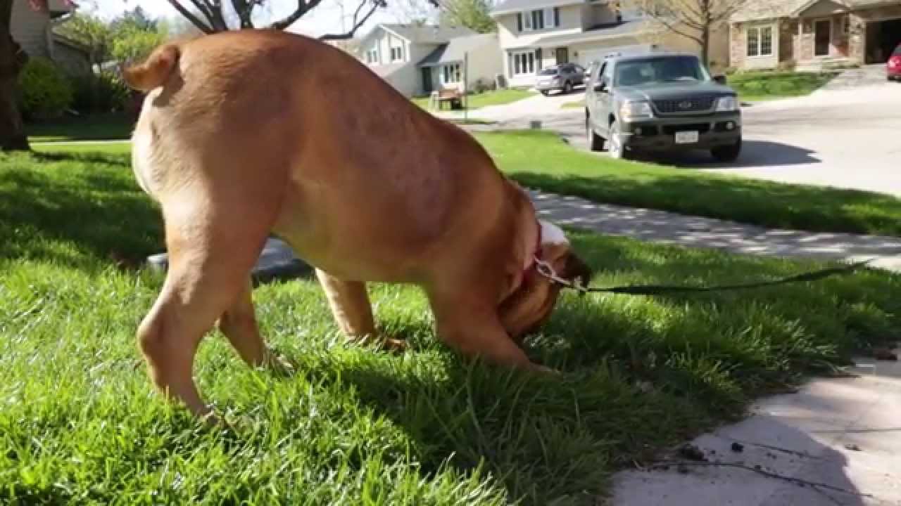 dog eats grass all the time