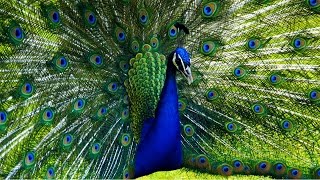 blauer pfau indian peacock hd 1080p