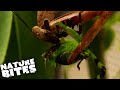 Will This Praying Mantis EAT her Partner?! | The Secret Life of the Zoo | Nature Bites