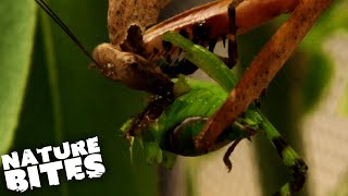 Praying Mantis DEVOURS Her Partner! | The Secret Life of the Zoo | Nature Bites