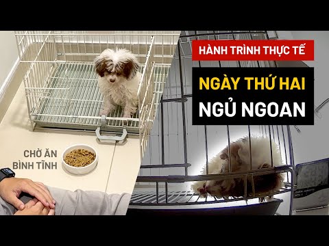 Video: Sự khác biệt giữa một Husky thu nhỏ & một Kai Kai