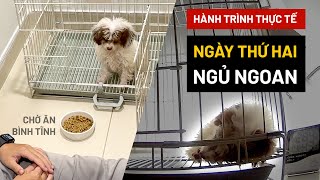 [Ngày 2|30] Cách nuôi dạy chó con người mới bắt đầu  Đêm ngủ ngoan | Hướng dẫn thực tế BossDog