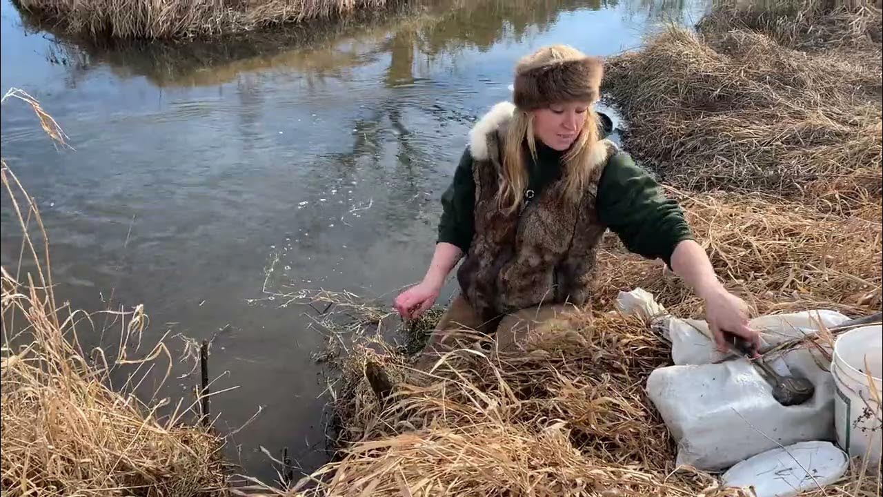 Otter trapping with footholds YouTube