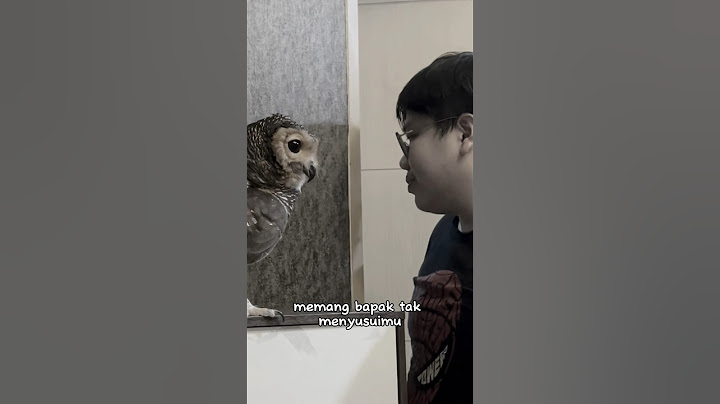 Bibib juga sayang sama Papa kok! #burunghantu #owl #animalfunny #animal #funny