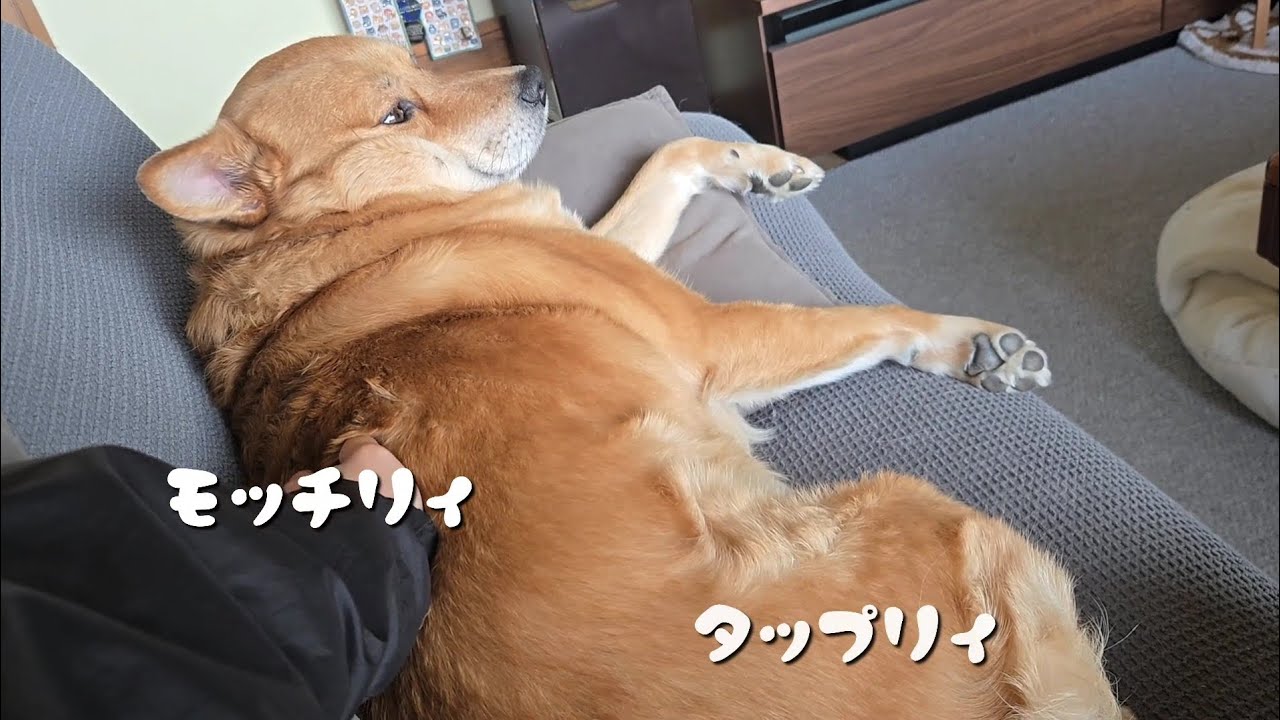 もっちり、たっぷりのオイヌ様(雑種犬)