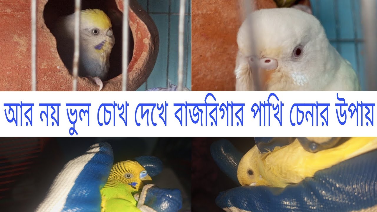 আর নয় ভুল চোখ দেখে বাজরিগার পাখি চেনার উপায় | বার্ডস অফ সিটি। 